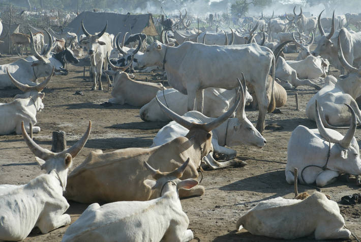 Shock as herders lose cattle to unknown butchers