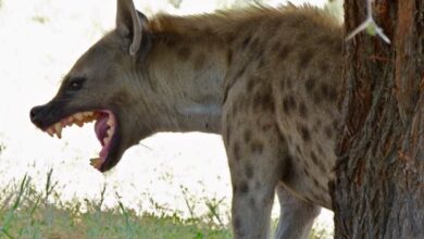 Three killed as stray hyena terrorizes Warrap State