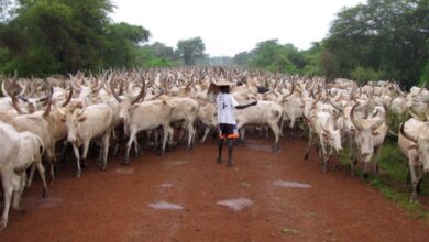 Sell your cattle for a profit, VP Igga tells herders