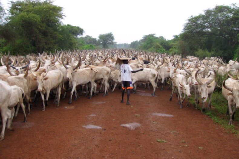 Sell your cattle for a profit, VP Igga tells herders