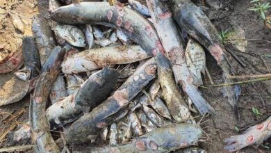 Mysterious fish deaths hit Aweil