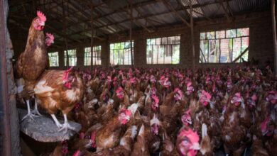 Poultry products importation ban hits Ugandan farmers
