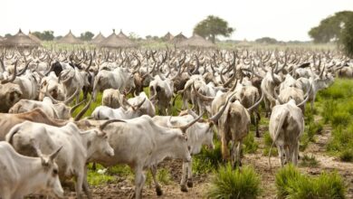 Twic East settles on 30 cattle for dowry to support marriage