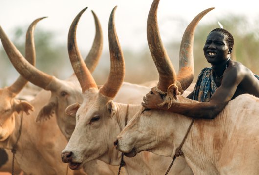 UNDER OUR OWN TERMS: Jonglei herders want cows transported on trucks before they leave EES