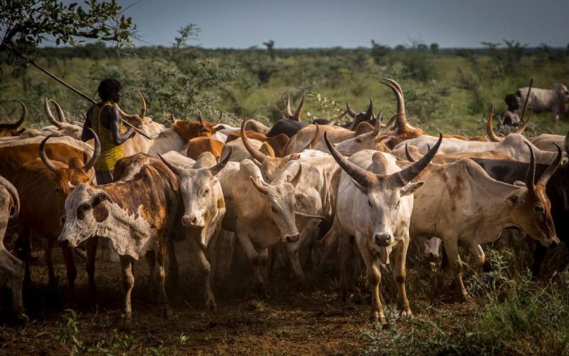20 cattle rescued from foiled raid in Kapoeta East County