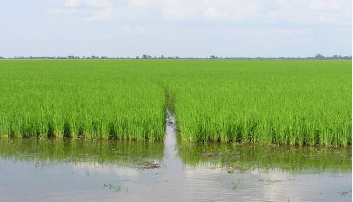 Aweil welcomes the revival of rice farming