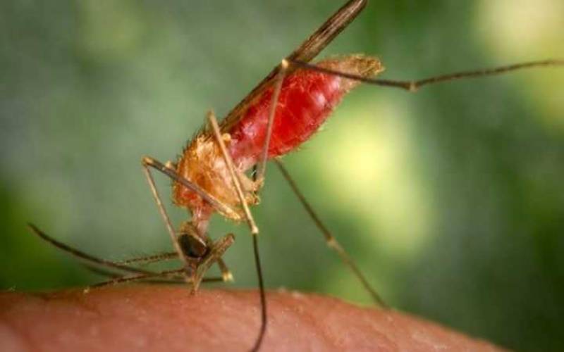 Global malaria cases surge by two million, but deaths decline