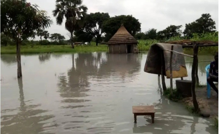 Farmers appeal for aid as crops submerged in rainwater