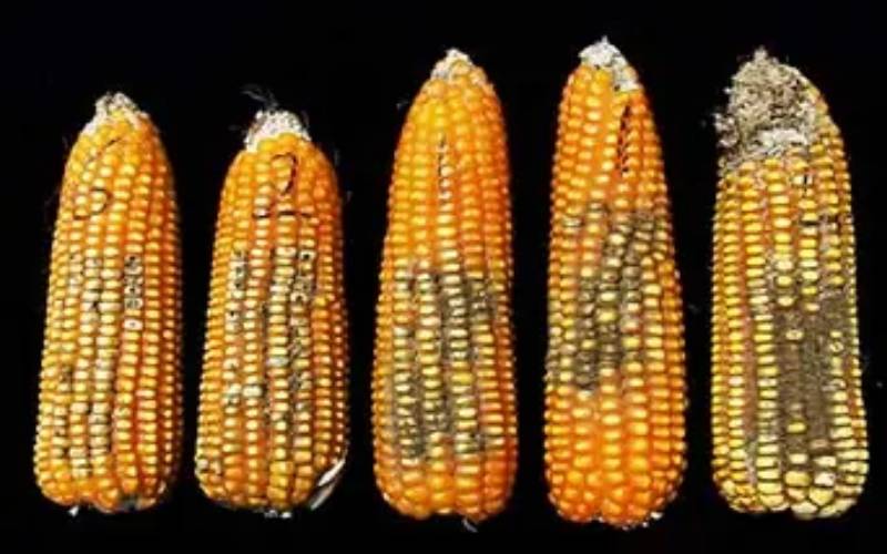 Explainer: What is aflatoxin, what it means for you