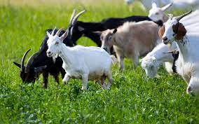 28 calves, 47 goats raided in Imehejek Administrative Area