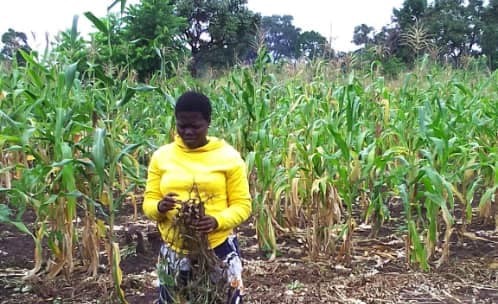 Yambio IDPs turn to agriculture for survival