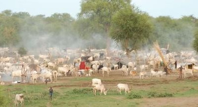 Maridi County wants cattle herders escorted out of area