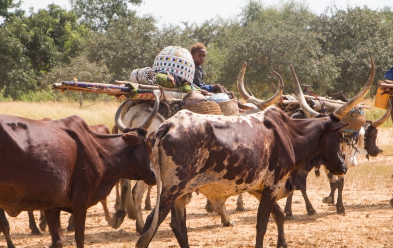 Ibba commissioner raise alarm over influx of Ambororo nomads