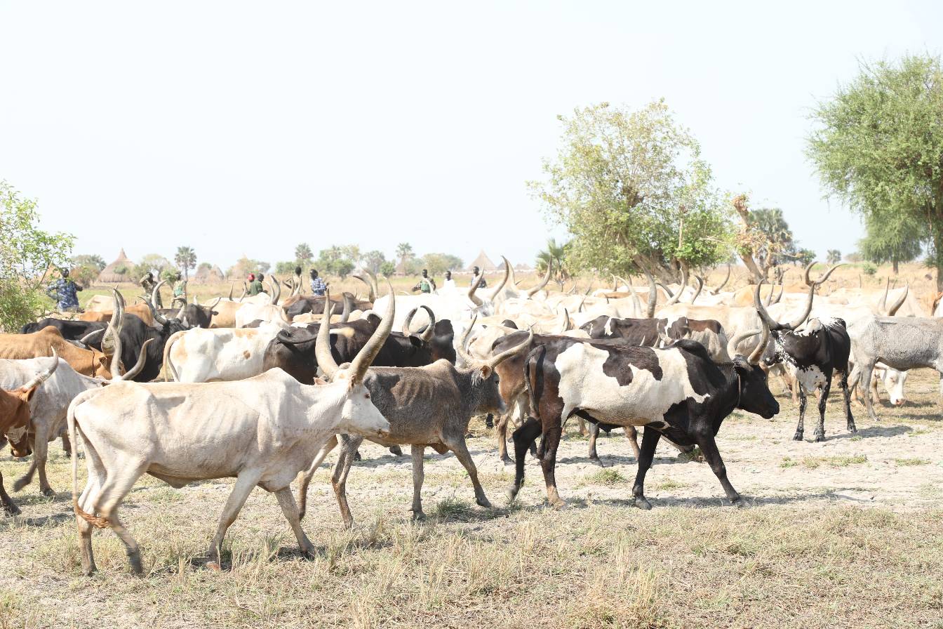 Mayom returns over 100 raided cattle to Warrap State