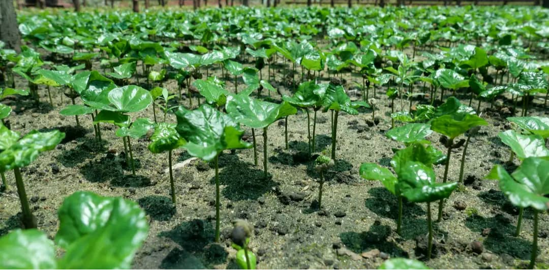 Coffee; the new green gold diversifying Western Equatoria’s economy